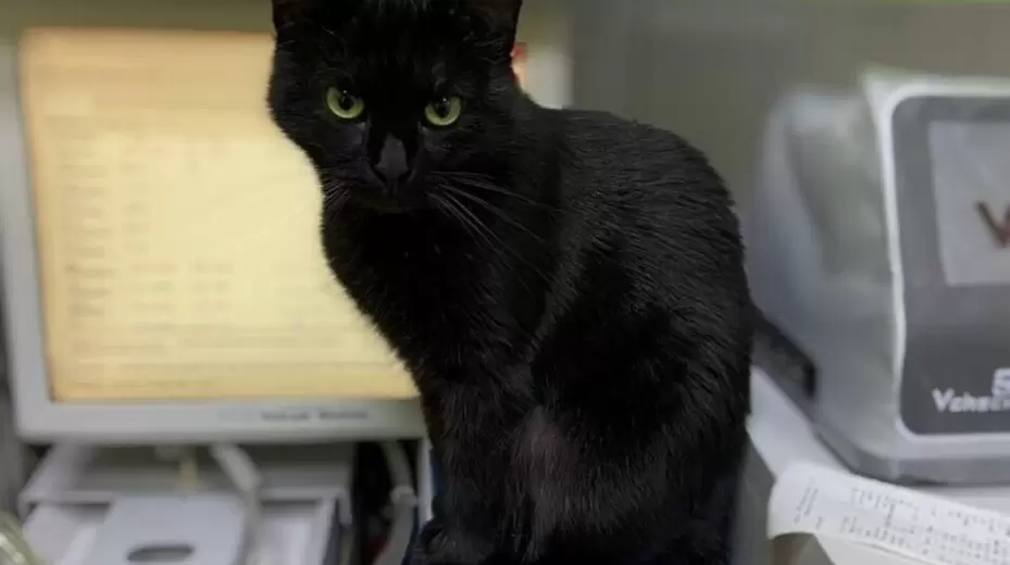 Как распознать наличие инородного тела в ЖКТ своего питомца